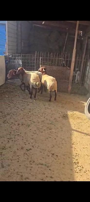 at satiram: Ekiz balali qoyun satılır istəyən olsa yazsın videosunu atım baxın — 4