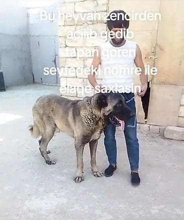 avcarka type 1: Diqqetle oxu. bu heyvan balaxanida heyetden cixib goren bilen xeber — 1