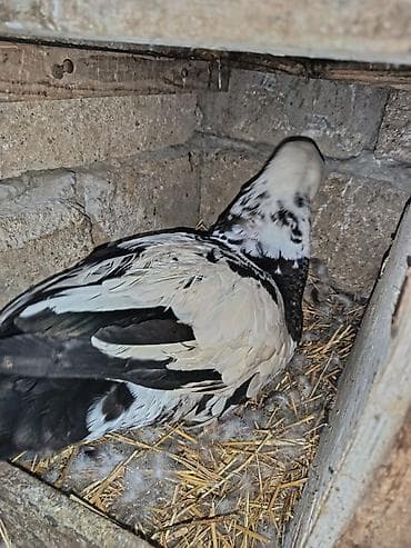 ağdaş yemi: Dişi, | Lal ördək, Damazlıq — 1