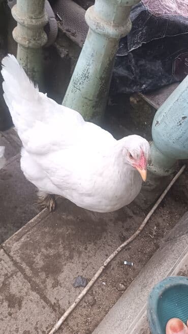 liqorin toyuğu: Toyuq, Brama, Damazlıq — 1