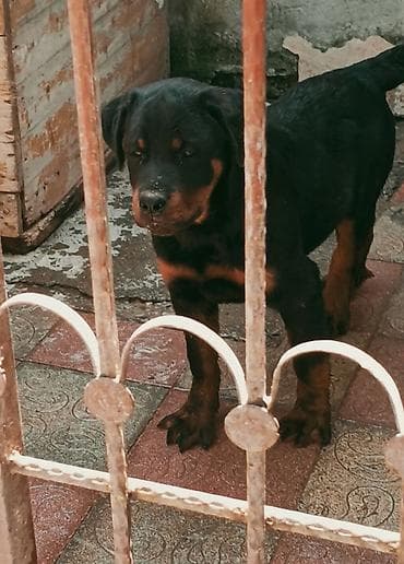 it yemi satisi: Rotveyler, 4 ay, Erkek, Peyvəndli, Ünvandan götürmə — 9