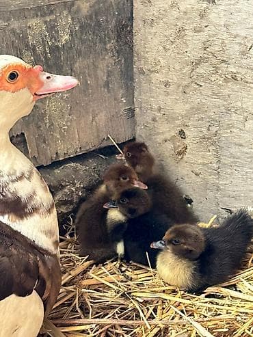 bala tutuquşu: Dişi, | Lal ördək, Ətlik, Ünvandan götürmə, Ödənişli çatdırılma — 8