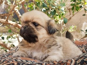 ov iti satisi: Pekines — 10