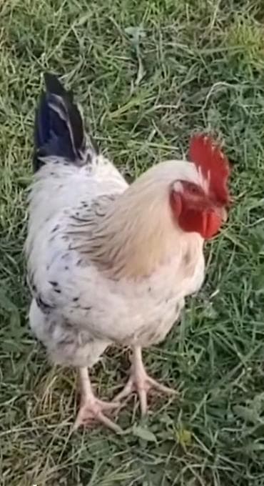 xoruzun cinsiyyet orqani: Məhsul: Xoruzlar (bir neçə fərqli rəng və tip) Təsvir: - Güclü — 3