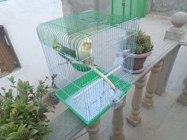 sağlam həyat sağlamlıq mərkəzi: Tam saxlam quş du dişi erkek di erkək oğuyur 1yaş yarım dı qəfəs lə — 5