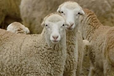 ari sudu harda satilir: Təbii ağ rəngdə, müxtəlif toxuculuq və sənətkarlıq layihələri üçün — 4