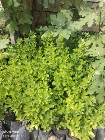 Çöl bitkiləri: Müxtəlif kol növləri. Bəziləri qara rəngli plastik qablarda əkilib. Bu — 3