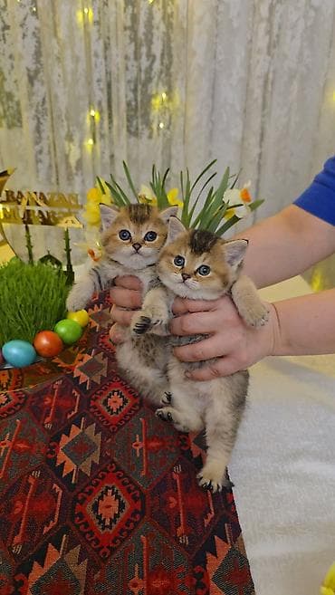 Quşlar: Qızıl şinşilla — 4