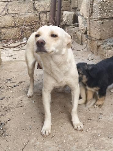 bakida at bazari: Ana it 20 AZN balaların 1ədədi 40 AZN ciddi alıcılara endirim olunacaq — 1