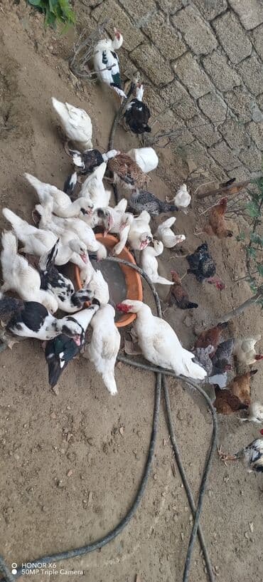 zumrud ordək: Məhsul: Muskovi (Hind) ördəkləri – müxtəlif rənglərdə sürü Təsvir: - — 12