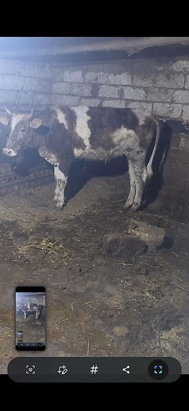 Südlü inək – qarışıq rəngli (ağ-qəhvəyi ləkəli), buynuzlu. Heyvan