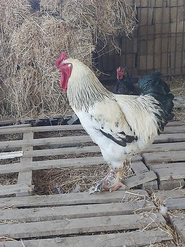 Diri çəkisi 3.8-kq. 1 yaşı var. yaxşı damazlığa cücəsi düşür. qiymət