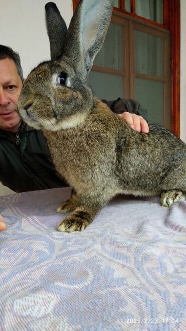 Digər kənd təsərrüfatı heyvanları: Dovşanlar Flandr cinsli. Flandr cinsli dovşan balaları satılır. Ən — 1