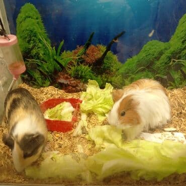 meymun heyvan: Cütü 30 manat — 2