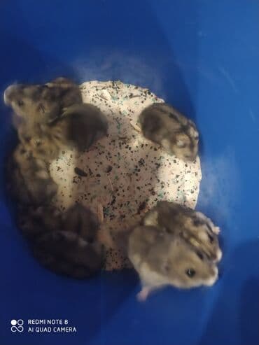 bala afcarka: Təcili . satilir. 4m 1ededi. bu gün alana 3m . Bu gün — 2