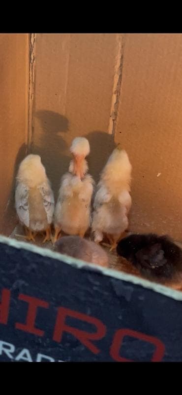 etlik cuceler: Toyuq cücələri, Damazlıq, Ünvandan götürmə — 3