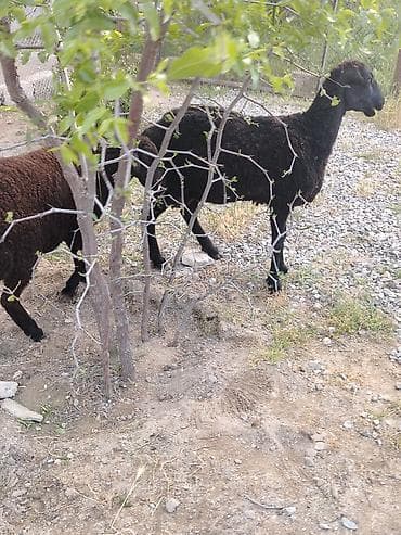 bala qoyun: Dişi, il: 1, Damazlıq, Ünvandan götürmə — 3