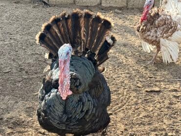 atla eşşəyin cütləşməsi: Erkək, Damazlıq — 5