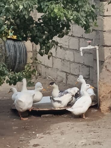 zumrud ordək: Məhsul: Ev quşları – ördəklər (qrup halında) Təsvir: - Şəkillərdə — 7