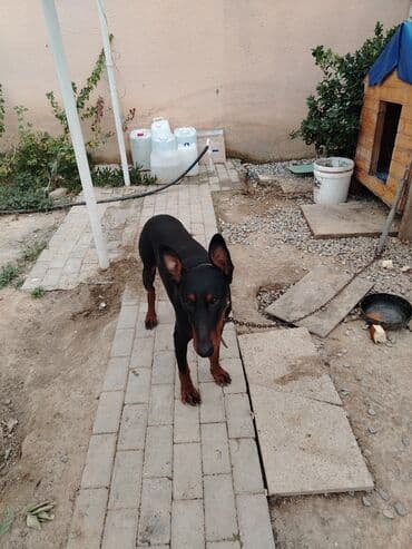 шпиц цена в баку: Доберман, 1 год, Самец, С прививками, Самовывоз — 7