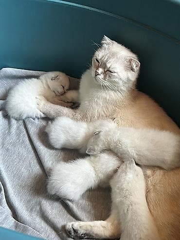 tuksuz pişik: Şotland, Erkək, Dişi, Ünvandan götürmə, Ödənişli çatdırılma — 3