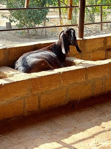 3üdə bir yerdə satılır, 1 erkəy 2 dişi marağlanan yaza bilər lalafo.az -da 3üdə bir yerdə satılır, 1 erkəy 2 dişi marağlanan yaza bilər