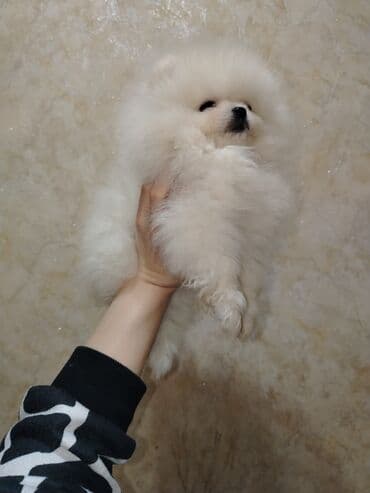 Şpitz, Peyvəndli lalafo.az -da Şpitz, Peyvəndli