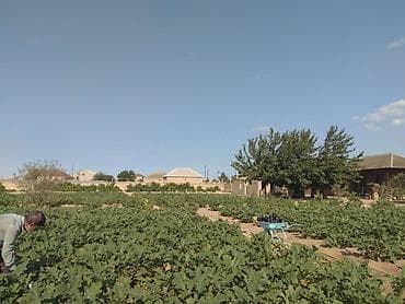 bag evlerinde: 53 sot, Maklerlər narahat etməsin — 6