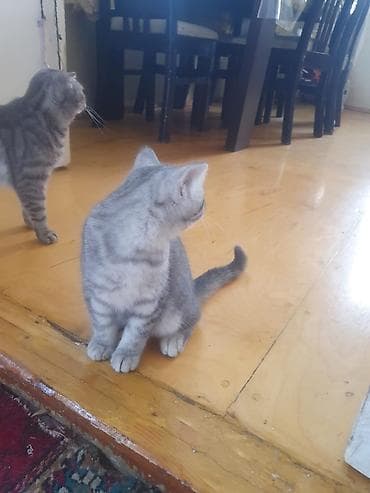 britanski pişik: Tabbi — 3