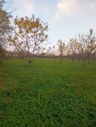 qurtuluş 93 evler: 10 sot, Kənd təsərrüfatı, Mülkiyyətçi, Kupça (Çıxarış) — 8