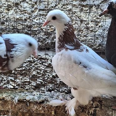 goyercin berde: Satılır: seleksiya göyərçinləri (bəzək və uçuş üçün) Xüsusiyyətlər: - — 7