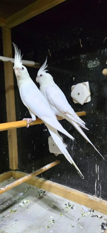 ag dovsan: Ag yanaqsiz erkey va maya cavandilar teze atilib bir yere 9 ayliq. el — 1