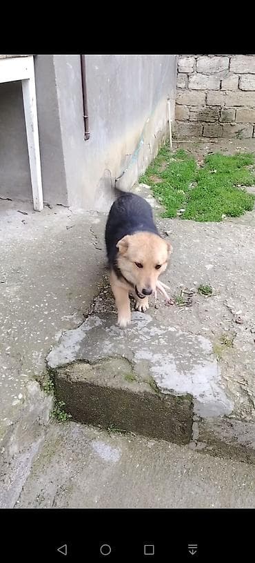 Звонок, 6 месяцев — 9