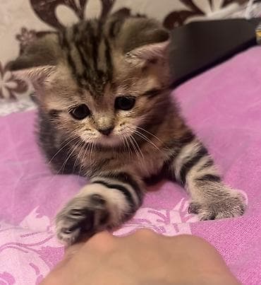 İtlər: British tipli zebralı balaca pişik - Cins: Scottish/British tipli — 1