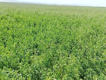 ucuz toyuq satisi: Yonca satılır birinci biçim. 3.2 manat. 80 faizdən çox yoncadı — 8