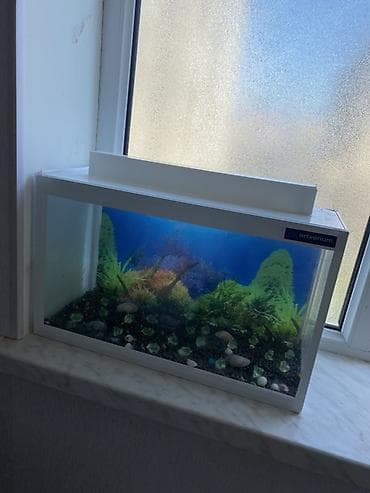 british cat: Dördbucaq akvarium, Boş, 20 l, Ünvandan götürmə, Ödənişli çatdırılma — 2