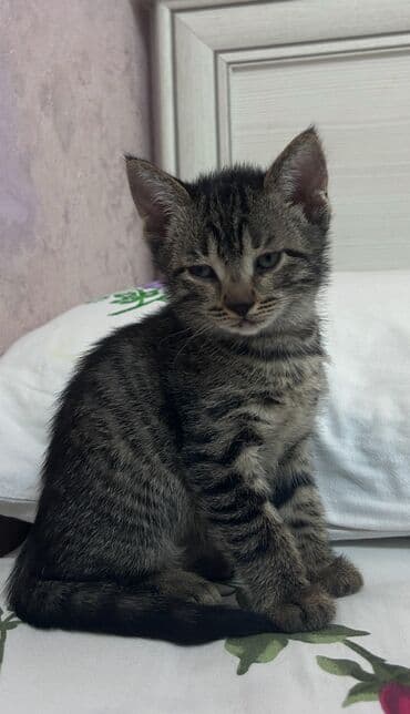 отдам в добрые руки котенка: Erkək, Yaxşı əllərə — 3