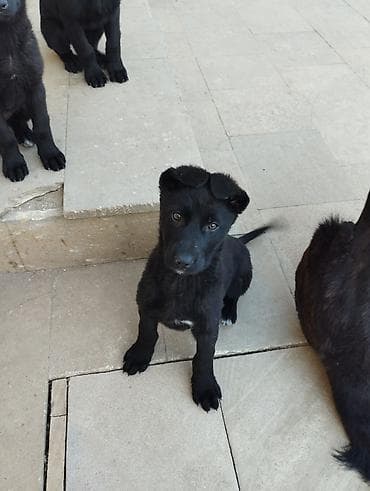 sabuncu it bazari 2024: Peyvəndli — 1