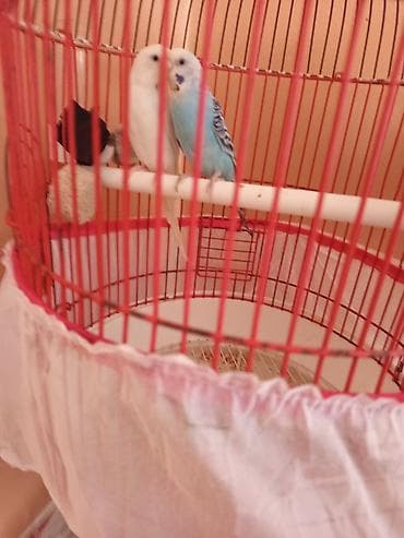 qoyunların qiyməti: Ana Ata 2 balalar 10 15 gunen sora yuvadan çıxacaqlar qəfəsin qutusun — 4