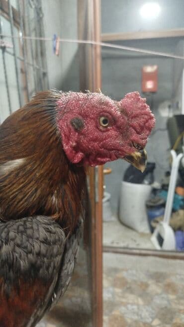 Akvarium aksessuar və ləvazimatları: Cins xoruz: MARTIN 12 Sİ ÇIXİB.ATA İRAQNAN BRAZİLİN QARIŞİGI, ANA — 2