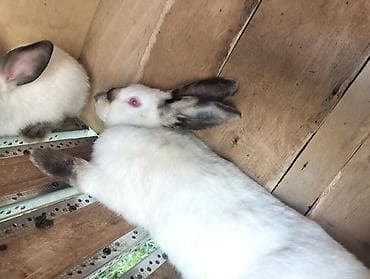 Sovetçə Siam tipli ağ dovşanlar Məhsul təsviri: - Ağ tüklü — 1