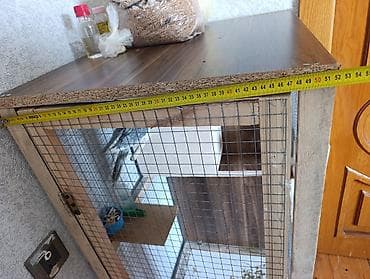 gene ucun derman: 1 çüt erkək və dişi korella 1 yaş quşlar satılır quşlar tam sağlamdır — 4