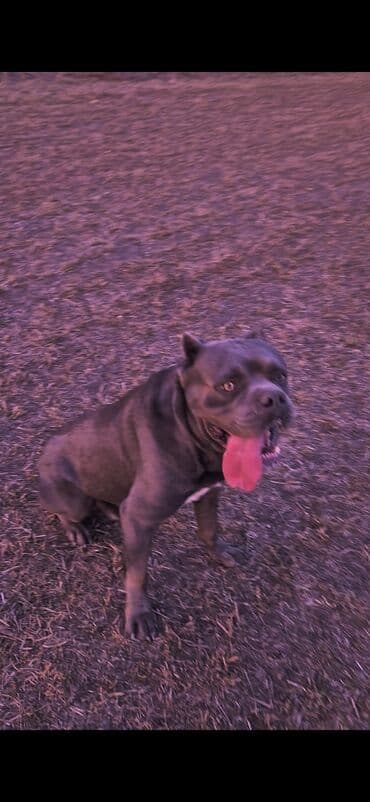 arpa toxumu satışı: Kane-Korso, 3 ay, Erkek, Ödənişli çatdırılma — 6