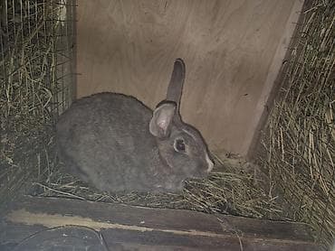 K/t heyvanları və malları: Sağlam dovşan.1dəfə doqub,tecili satıram! — 1