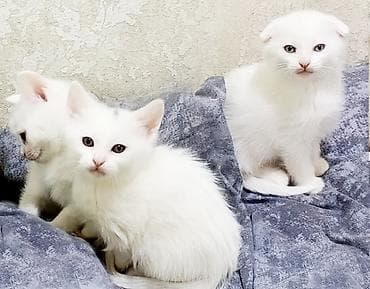 Pişiklər: Britan, Erkək, Dişi, Yaxşı əllərə, Pulsuz çatdırılma — 6