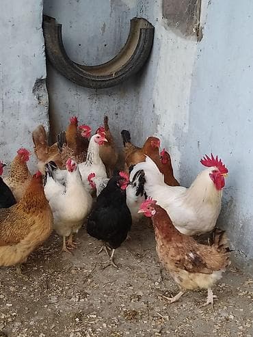 İtlər: Toyuq, Damazlıq — 2