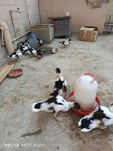 hamster satis: Gördüyünuz 52-53 günlük lal ördəklərdir 5 ədədi satılır ünvan binə — 4