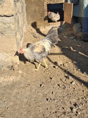 sumqayit liqorin: Курица, Для разведения — 5