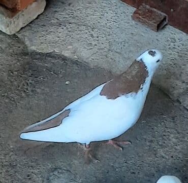 it adları erkek: Göyərçin temiz pecat deste erkeydi mayasi olmadigina gore satiram — 3