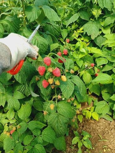 qeyri adi tort sekilleri: Məhsul: Təzə moruq (bağdan yığılmış) Təsvir: - Şirin, ətirli və — 9